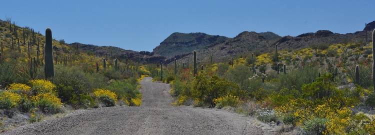 the desert floor